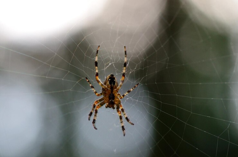 Afastar Aranhas - Formas Naturais de Mantê-las Longe