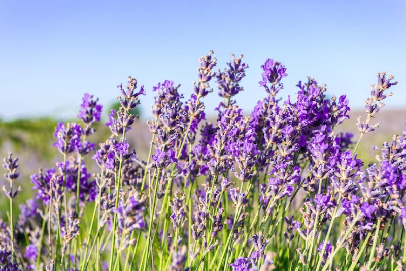 Lavanda para espantar traças