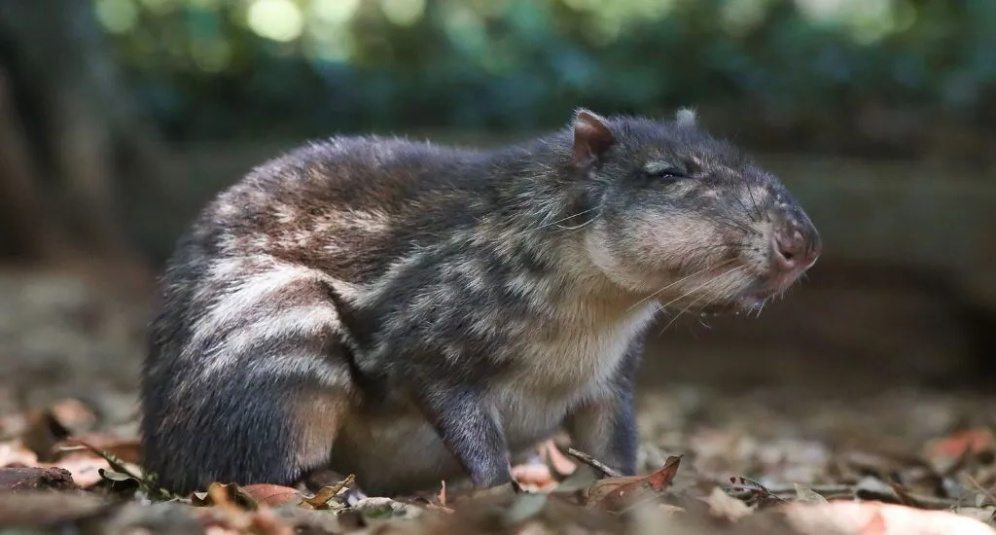 Como Criar Pacas e Ganhar Dinheiro dentro da Lei