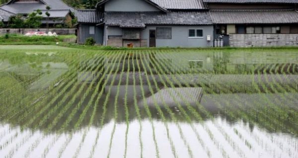 Plantação de Arroz com água