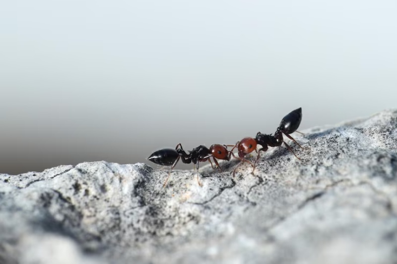 Borax e Açúcar para Combater Infestação de Formigas