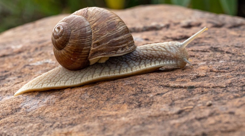 Como Acabar com Infestação de Caracóis