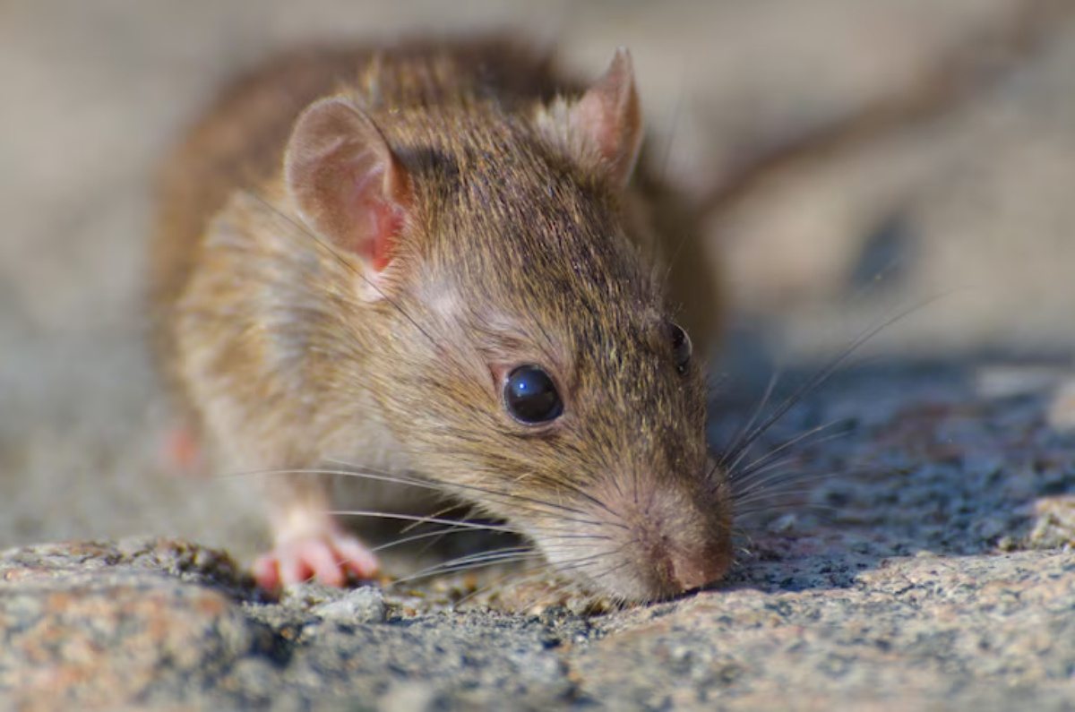 Como Manter os Ratos Afastados de sua Propriedade