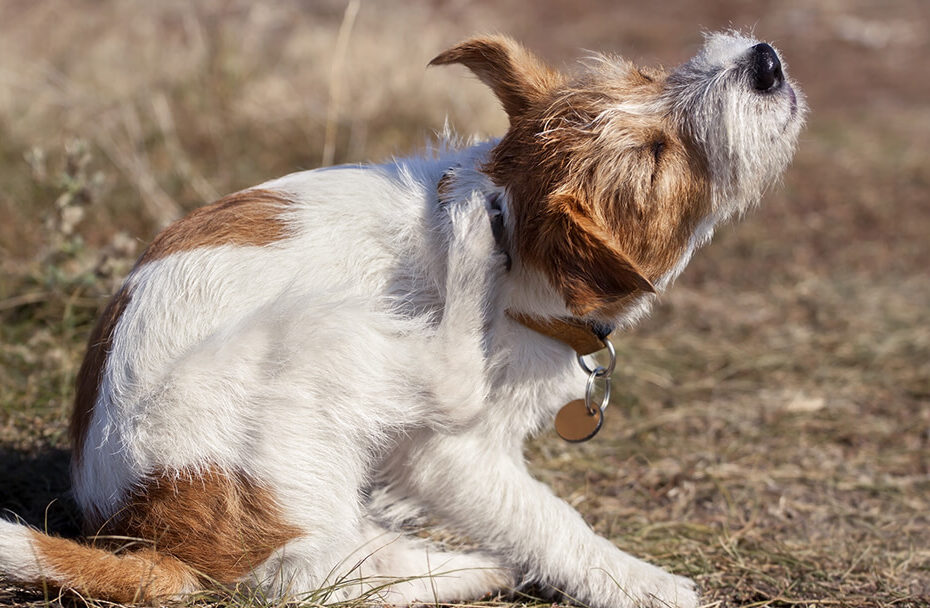 Solução Caseira para Acabar com Pulgas em Cães