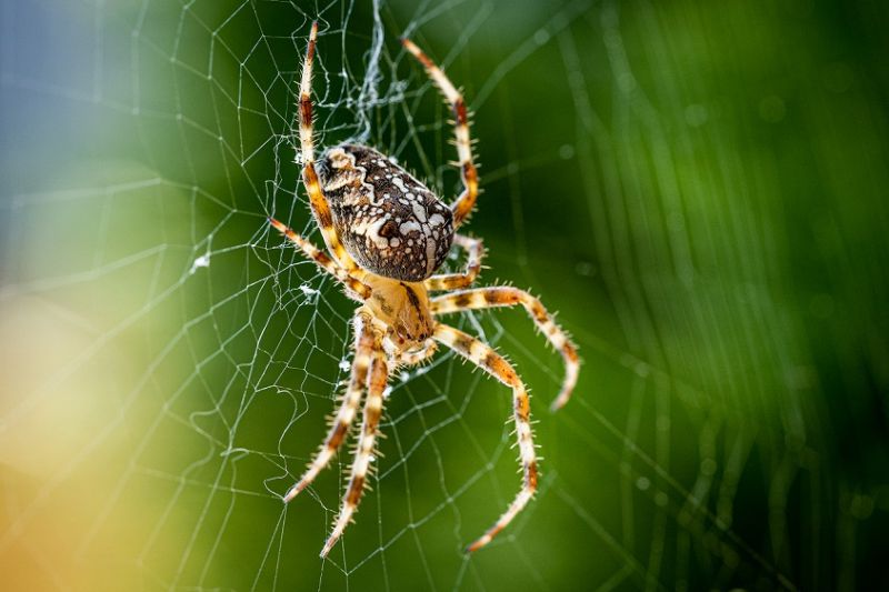 Soluções Caseiras para Matar Aranhas