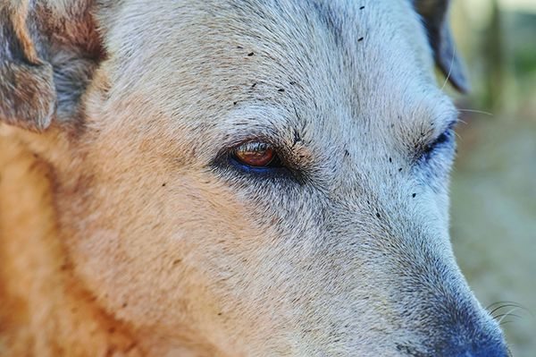 Venenos Caseiros para Matar e Afastar Pulgas de Cães