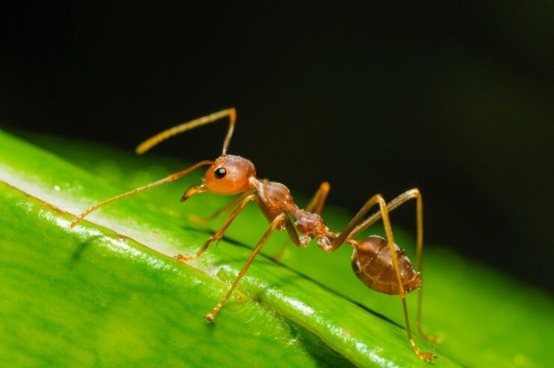 formiga na horta