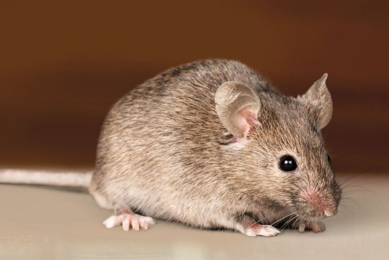 Armadilha para Ratos com Balde e Madeira