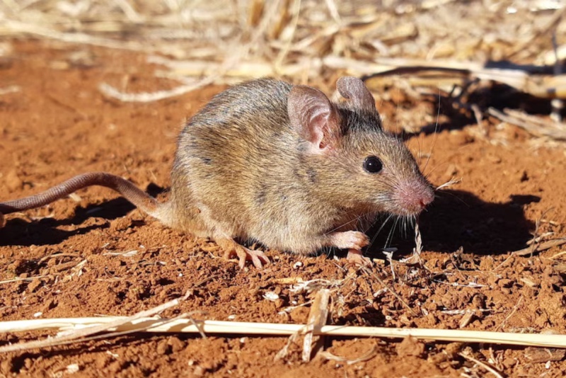 Como Fazer Armadilha para Ratos com Balde e Papelão