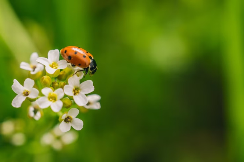 Como as Relações Ecológicas podem auxiliar no Controle de Pragas