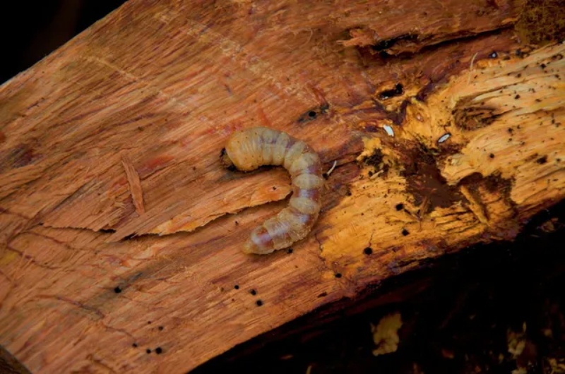 Soluções Caseiras para Matar e Afastar Brocas de Madeira