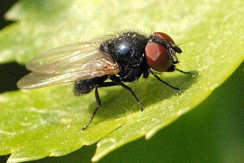 Combate a Infestações de Moscas de Broto em Hortas