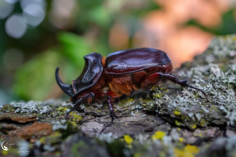 Como Evitar o Ataque de Besouros Japonenses em Suas Plantas