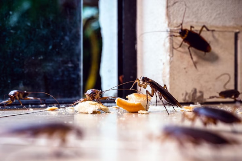 Pragas Urbanas mais Comuns - Como se prevenir