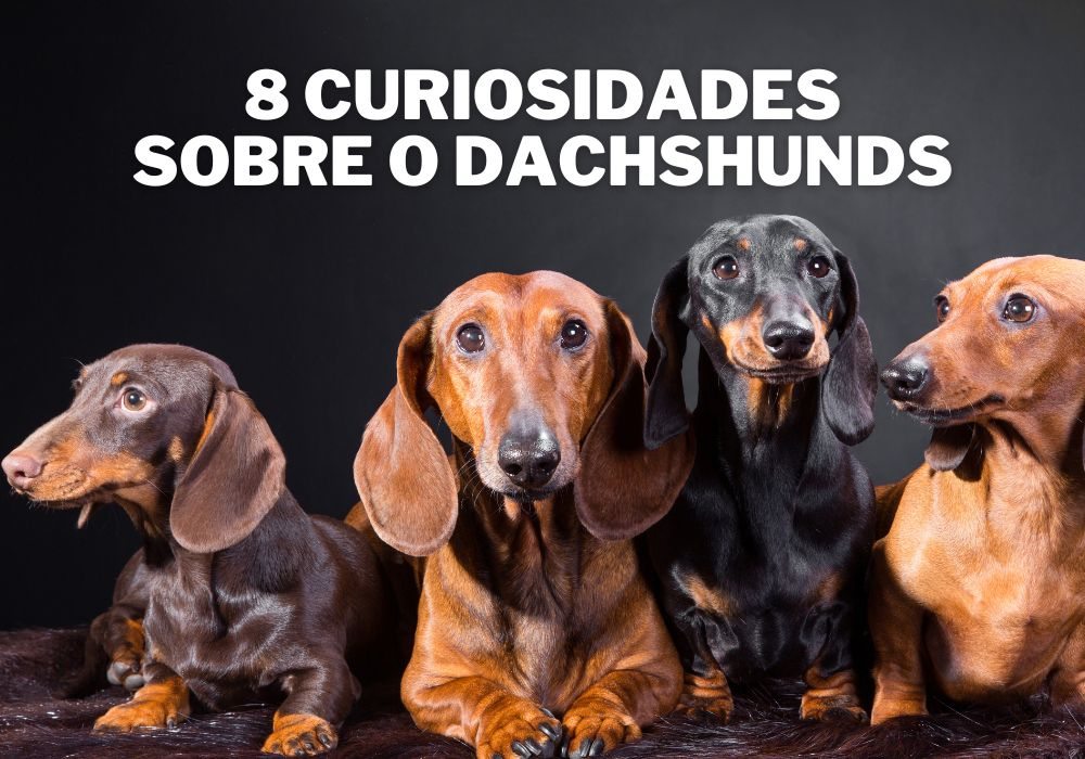 8 Curiosidades sobre o Dachshund que Você Precisa Saber