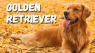 Golden Retriever: O Cão Mais Amoroso e Companheiro do Mundo