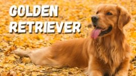 Golden Retriever: O Cão Mais Amoroso e Companheiro do Mundo