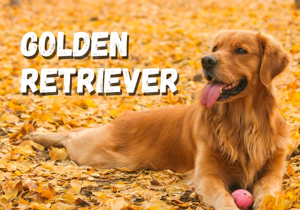 Golden Retriever: O Cão Mais Amoroso e Companheiro do Mundo