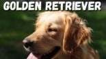 Golden Retriever Tudo o que você precisa saber sobre esse cão encantador
