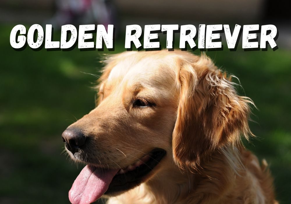 Golden Retriever Tudo o que você precisa saber sobre esse cão encantador